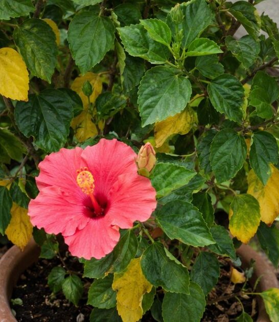 Hibiscus plant with yellowing leaves and healthy flowers in a garden, showing common plant stress symptoms.