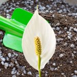Can I Use Cactus Soil For Peace Lily