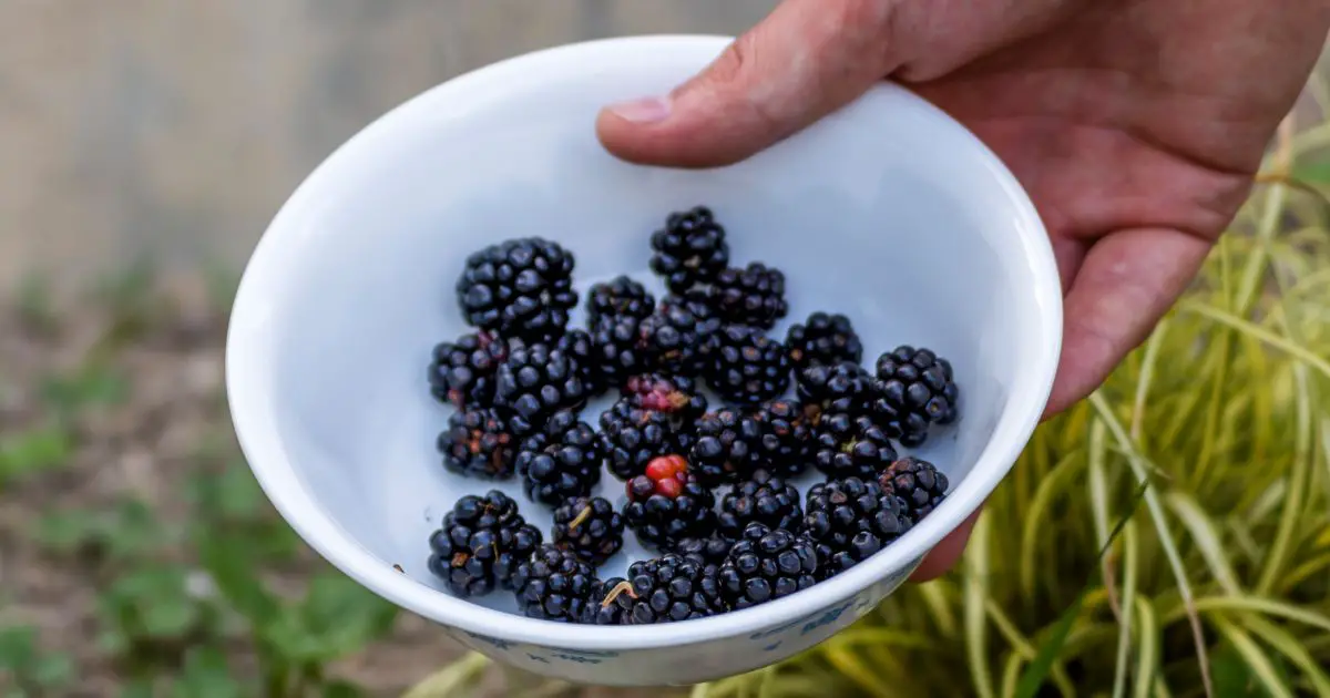 How To Get Worms Out Of Blackberries