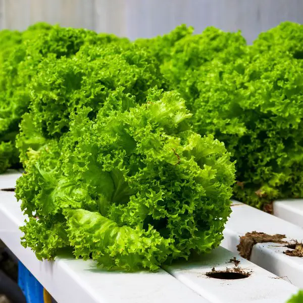 Lettuce being grown in an Ebb and Flow hydroponics system