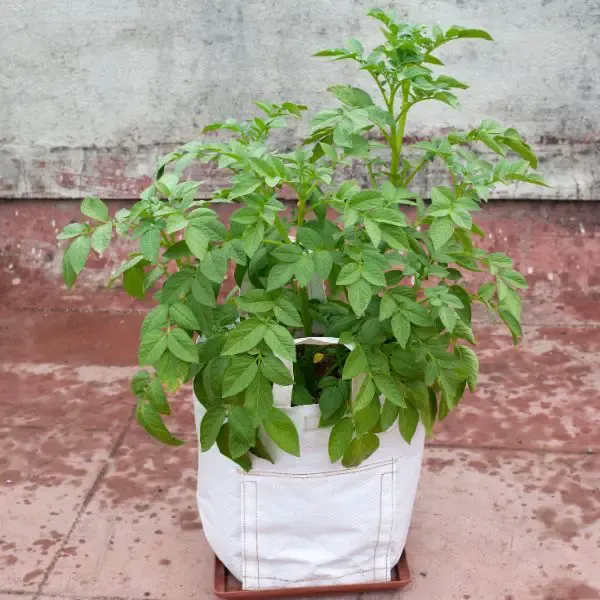 Potato grow bag with potato plants