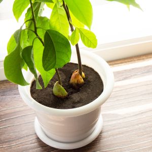 Avocado tree being grown indoors in a planter