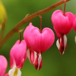 Bleeding heart a perfect perenial for shaded areas