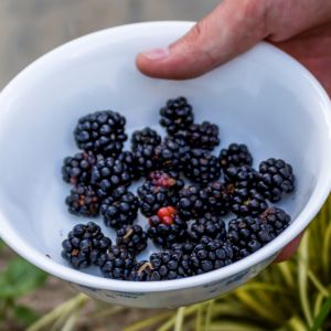 Bowl of blackberries with worms crawling on them