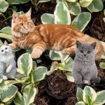 Cat Safe Plants