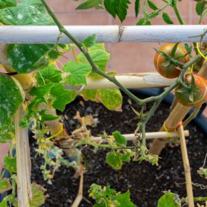 Cucumber and Tomatoe plants in the same garden bed