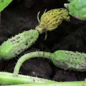Cucumbers grown in a garden