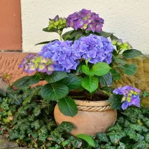 Hydrangeas in a flower pot