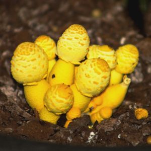 Plantpot Dapperlings mushrooms found in the soil of a house plant