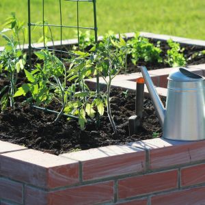 Tomatos in a garden with other companion plants