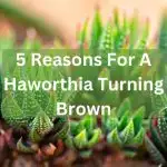 Why is my Haworthia turning brown