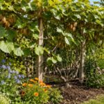 Kiwi vines growing on a trellis with companion flowers and herbs nearby.